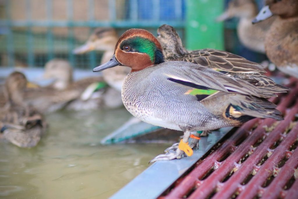 au parc ou dans les caisses il faut veiller ce que les oiseaux ne soient pas serrés @ducrocq