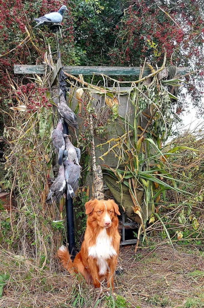 ouf il y a au moins quelques pigeons pour occuper le chien @privé